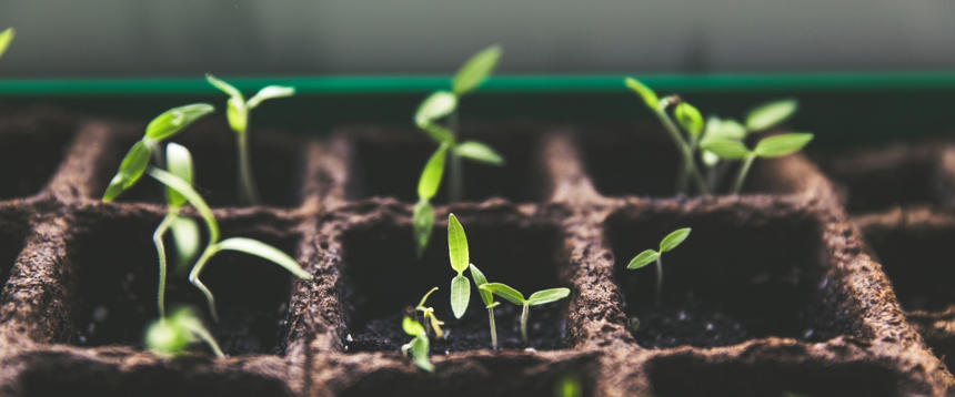 Seedlings growing in dirt.